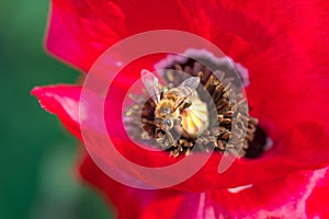 Macro photo of bee collecting pollen from red poppy flower