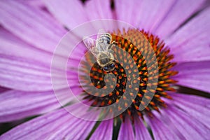 Macro photo of a bee on a coneflower.