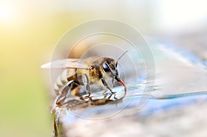 Macro photo bee drinking water. Animals and water.