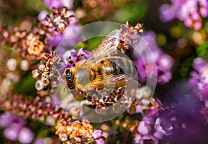 Macro photo of the bee on the flower collecting pollen