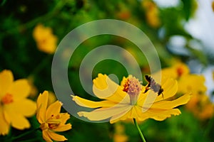 Macro photo of bee flying on a yellow flower