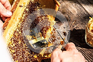 Macro photo of a bee hive on a honeycomb. Bees produce fresh, healthy, honey. Honey background. Beekeeping concept