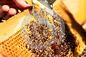 Macro photo of a bee hive on a honeycomb. Bees produce fresh, healthy, honey. Honey background. Beekeeping concept