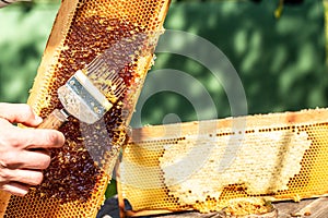 Macro photo of a bee hive on a honeycomb. Bees produce fresh, healthy, honey. Honey background. Beekeeping concept