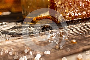 Macro photo of a bee hive on a honeycomb. Bees produce fresh, healthy, honey. Honey background. Beekeeping concept. Long banner