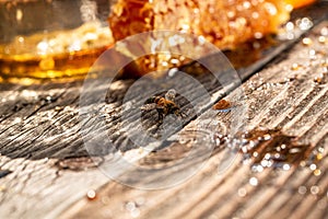 Macro photo of a bee hive on a honeycomb. Bees produce fresh, healthy, honey. Honey background. Beekeeping concept. Long banner