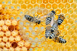 Macro photo of a bee hive on a honeycomb with copyspace. Bees produce fresh, healthy, honey.