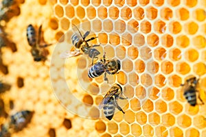 Macro photo of a bee hive on a honeycomb with copyspace. Bees produce fresh, healthy, honey.