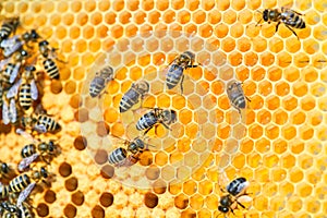 Macro photo of a bee hive on a honeycomb with copyspace. Bees produce fresh, healthy, honey.