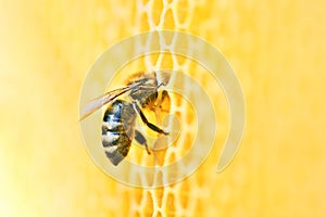 Macro photo of a bee hive on a honeycomb with copyspace. Bees produce fresh, healthy, honey. photo