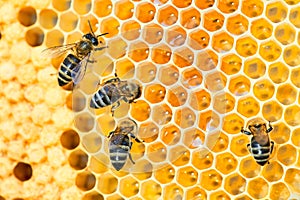 Macro photo of a bee hive on a honeycomb with copyspace. Bees produce fresh, healthy, honey.