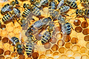 Macro photo of a bee hive on a honeycomb with copyspace. Bees produce fresh, healthy, honey. queen bee. Beekeeping