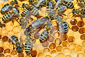 Macro photo of a bee hive on a honeycomb with copyspace. Bees produce fresh, healthy, honey. queen bee. Beekeeping photo