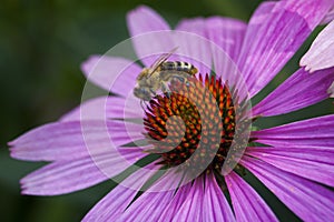 Macro photo of a bee on a purple coneflower.