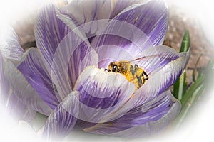 A macro photo of a bee on a purple flower with orange pistil and stamen. Purple blurry background.