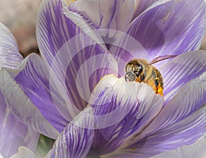 A macro photo of a bee on a purple flower with orange pistil and stamen. Purple blurry background.