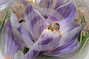 A macro photo of a bee on a purple flower with orange pistil and stamen. Purple blurry background.