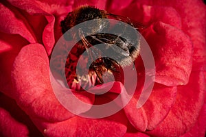 Macro photo for bee on a red rose flower