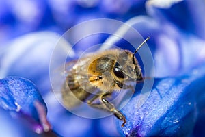 Macro photo of a bee sitting on a blue flower