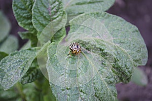 Macro Photo of the Beetle Colorado Beetle. The texture of the Colorado striped beetles sits on the leaves of a potato. May photo