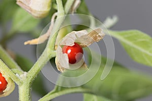 Macro photo of a berry on a Ashwagandha plant, Withania somnifera