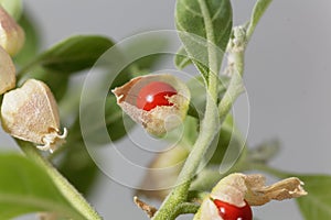 Macro photo of a berry on a Ashwagandha plant, Withania somnifera photo