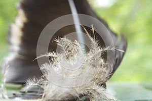 Macro photo of bird feather and fluff