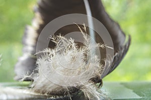 Macro photo of bird feather and fluff