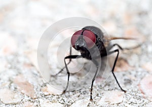 Macro Photo of Black Blowfly on The Floor