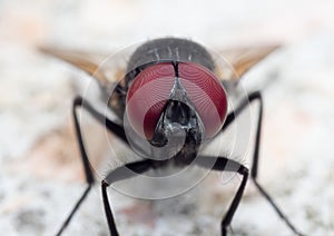 Macro Photo of Black Blowfly on The Floor