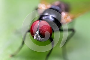 Macro Photo of Black Blowfly on Green Leaf