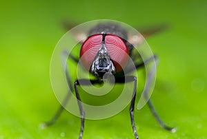 Macro Photo of Black Blowfly on Green Leaf