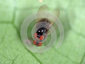 Macro Photo of Black Blowfly on Green Leaf