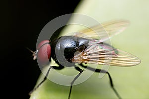 Macro Photo of Black Blowfly on Green Leaf