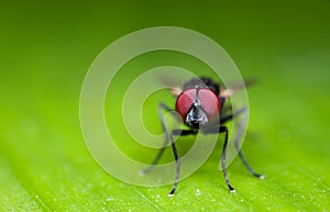 Macro Photo of Black Blowfly on Green Leaf with Copy Space