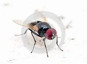 Macro Photo of Black Blowfly on White Floor