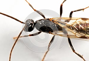 Macro Photo of Black Flying Ant Isolated on White Background