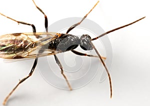 Macro Photo of Black Flying Ant Isolated on White Background