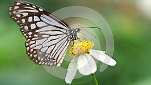 macro photo of black and white butterfly with wide wings looking for pollen on a daisy flower, elegant and fragile insect.