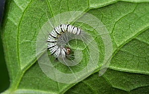 Macro Photo of Black and White Hairy Caterpillar on The Back of