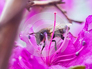 A macro photo of a black-yellow bee that collects pollen in a pink flower