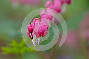 Macro photo of beeding heart flowers, also known as `lady in the bath`or lyre flower, photographed in Surrey, UK.