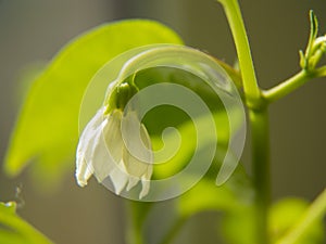 macro photo of a blooming chili pepper flower.