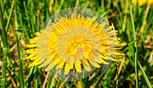 Macro photo of blooming dandelion Taraxacum officinale in the grass