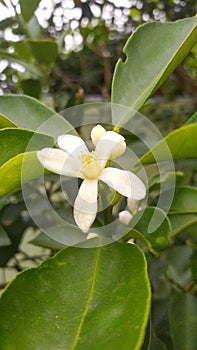Macro photo of a blooming lemon flower