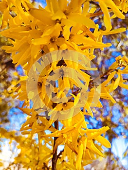 Macro photo of a blooming yellow bush. Goosebumps on the bush