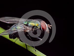 Macro Photo of Blowfly on Stalk of Leaf Isolated on Black Background