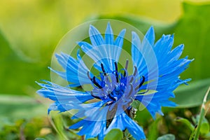 Macro photo of blue blossom cornflower with blured background