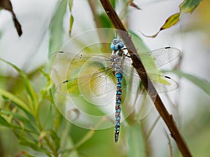 Macro photo of a blue Darner dragonfly.