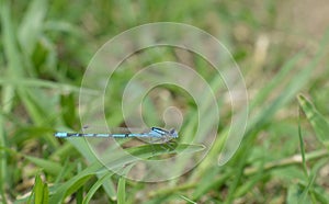 Macro photo of a blue dragonfly on a blade of green grass